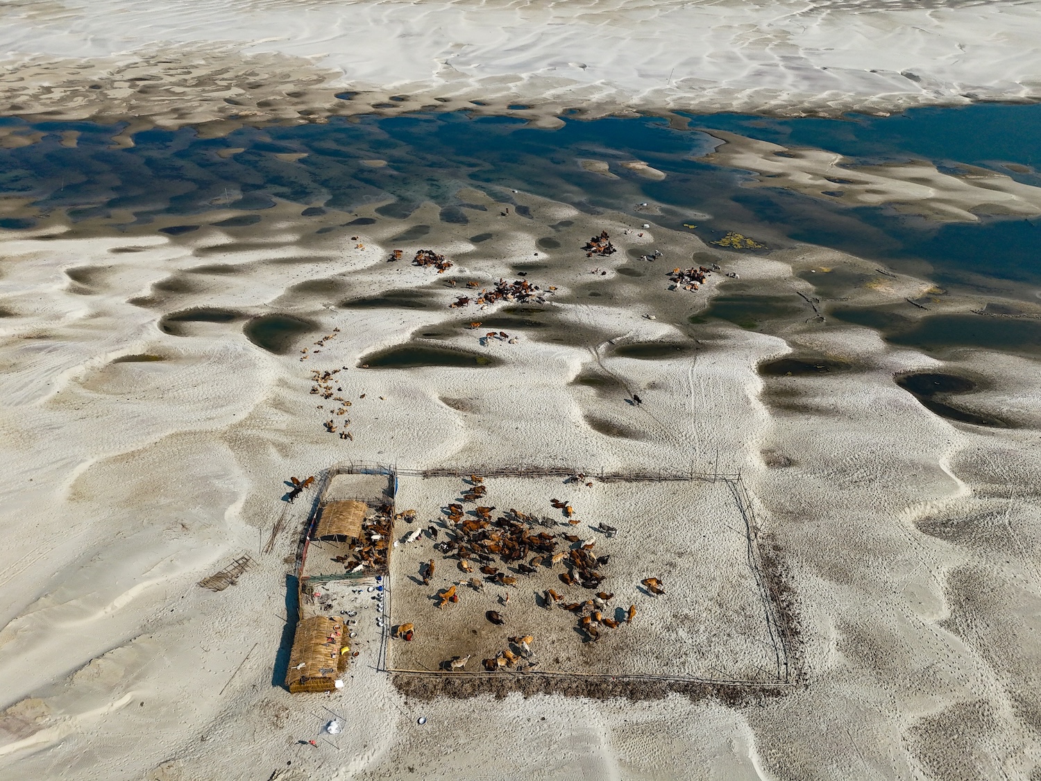 Vue aérienne d’un troupeau rassemblé dans un enclos sur un terrain sablonneux près de l’eau