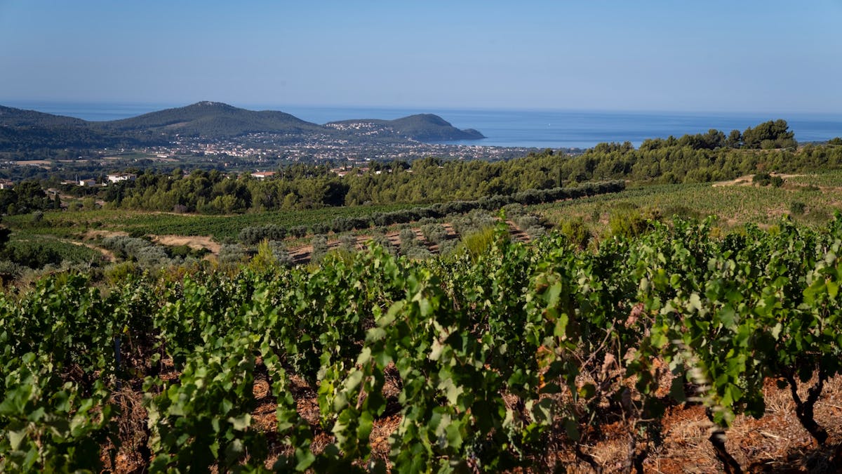 À Bandol, la vigne apprend à vivre avec la soif
