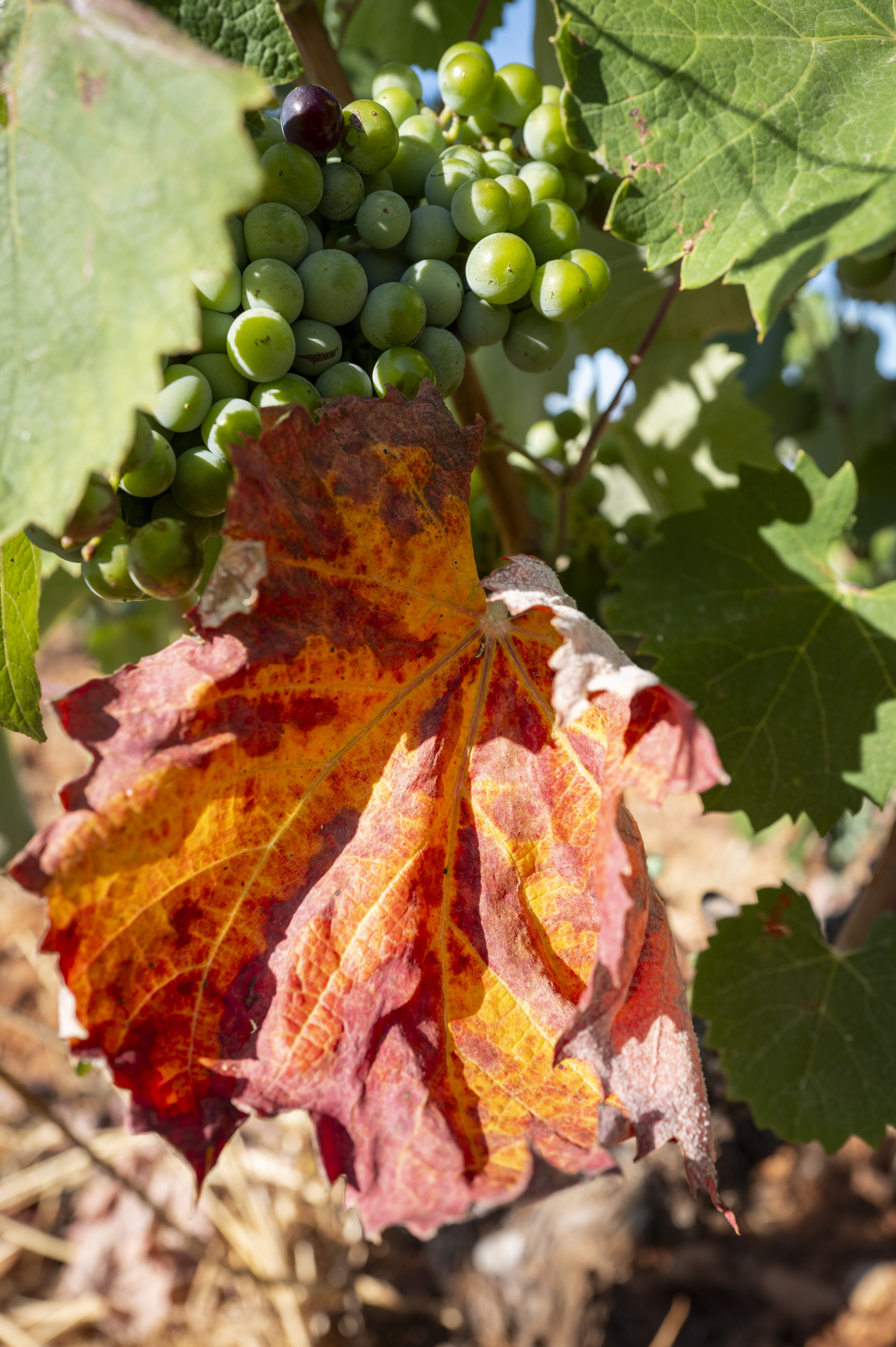 Feuille de vigne rouge et orange parmi des feuilles vertes et grappes de raisin vert.