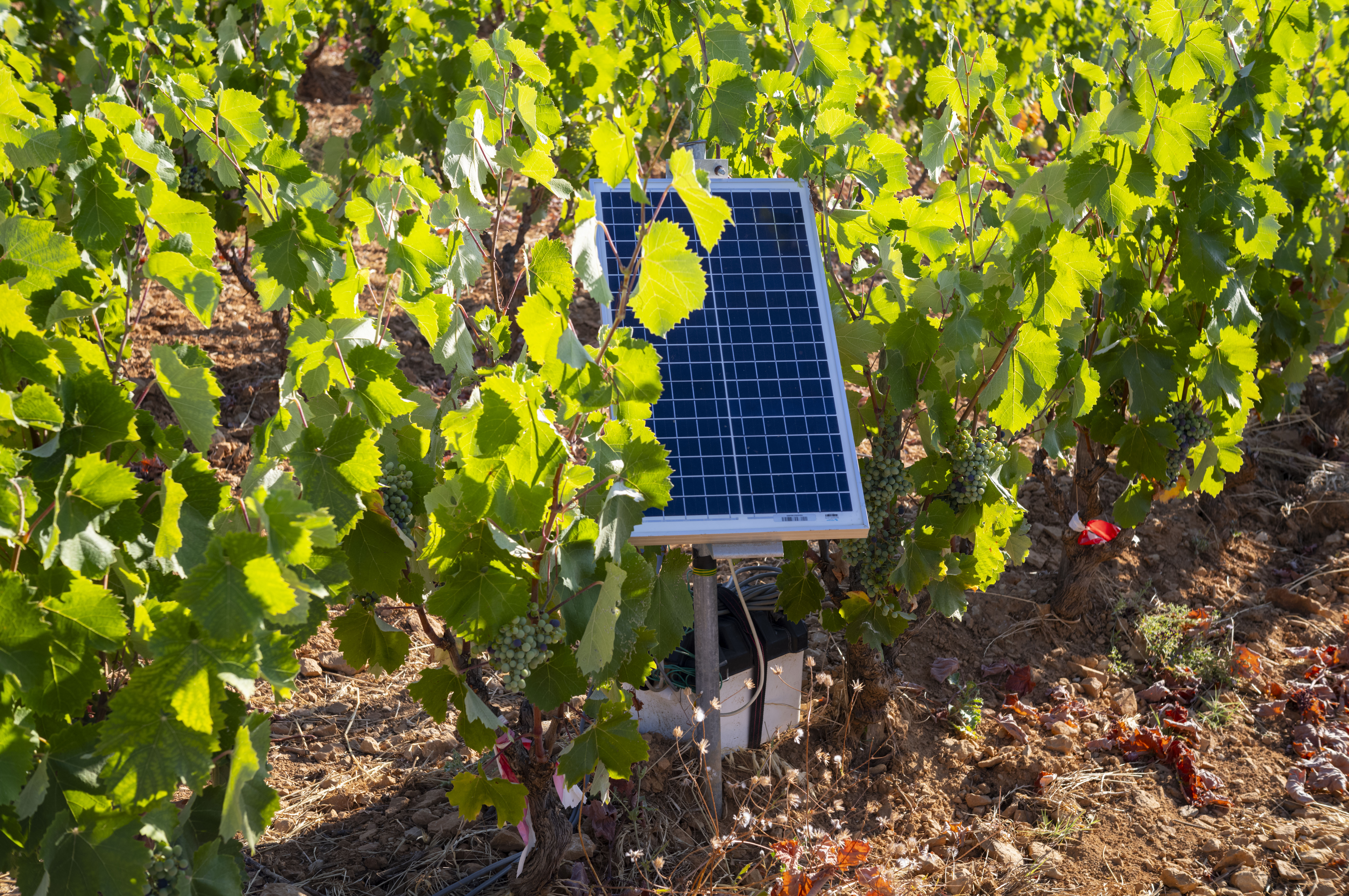 Panneau solaire installé au milieu de vignes pour alimenter un système agricole automatisé