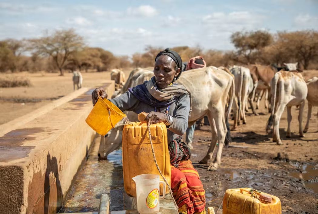 Femme remplissant un bidon d'eau près d'un abreuvoir entourée de vaches en zone aride