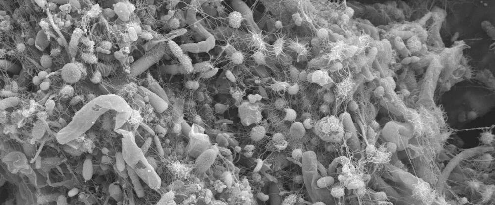 Vue microscopique de bactéries et micro-organismes enchevêtrés sur une surface organique.