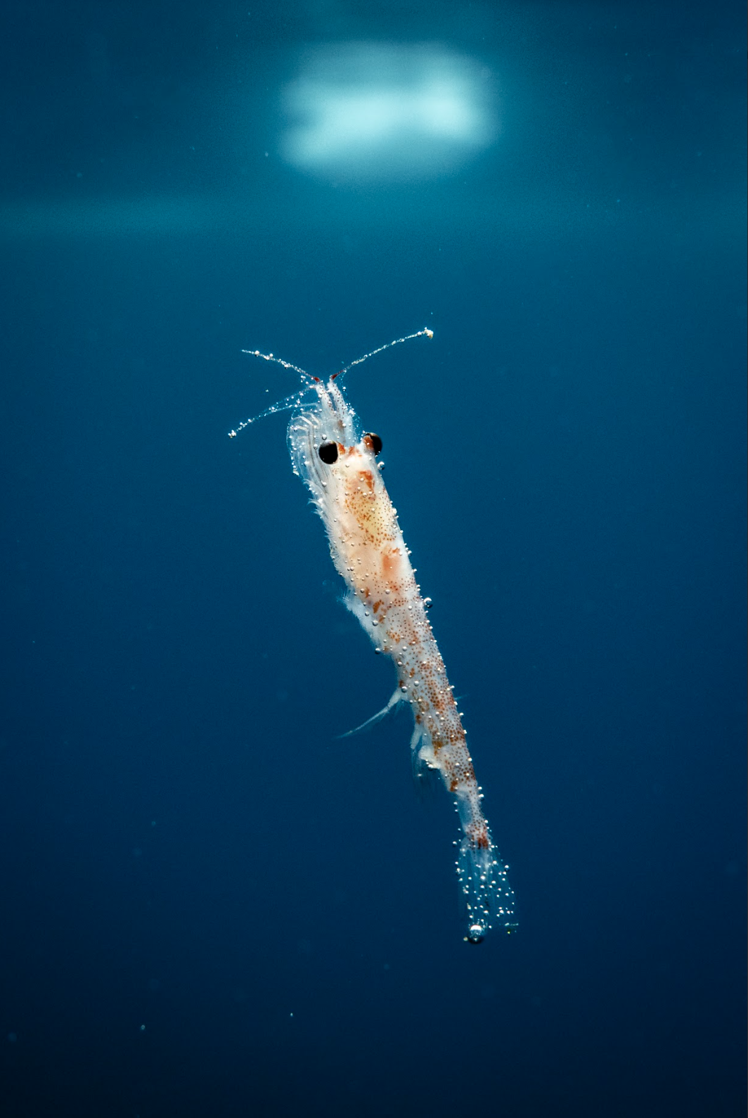 Crevette transparente nageant dans l'eau bleue avec ses antennes et yeux bien visibles