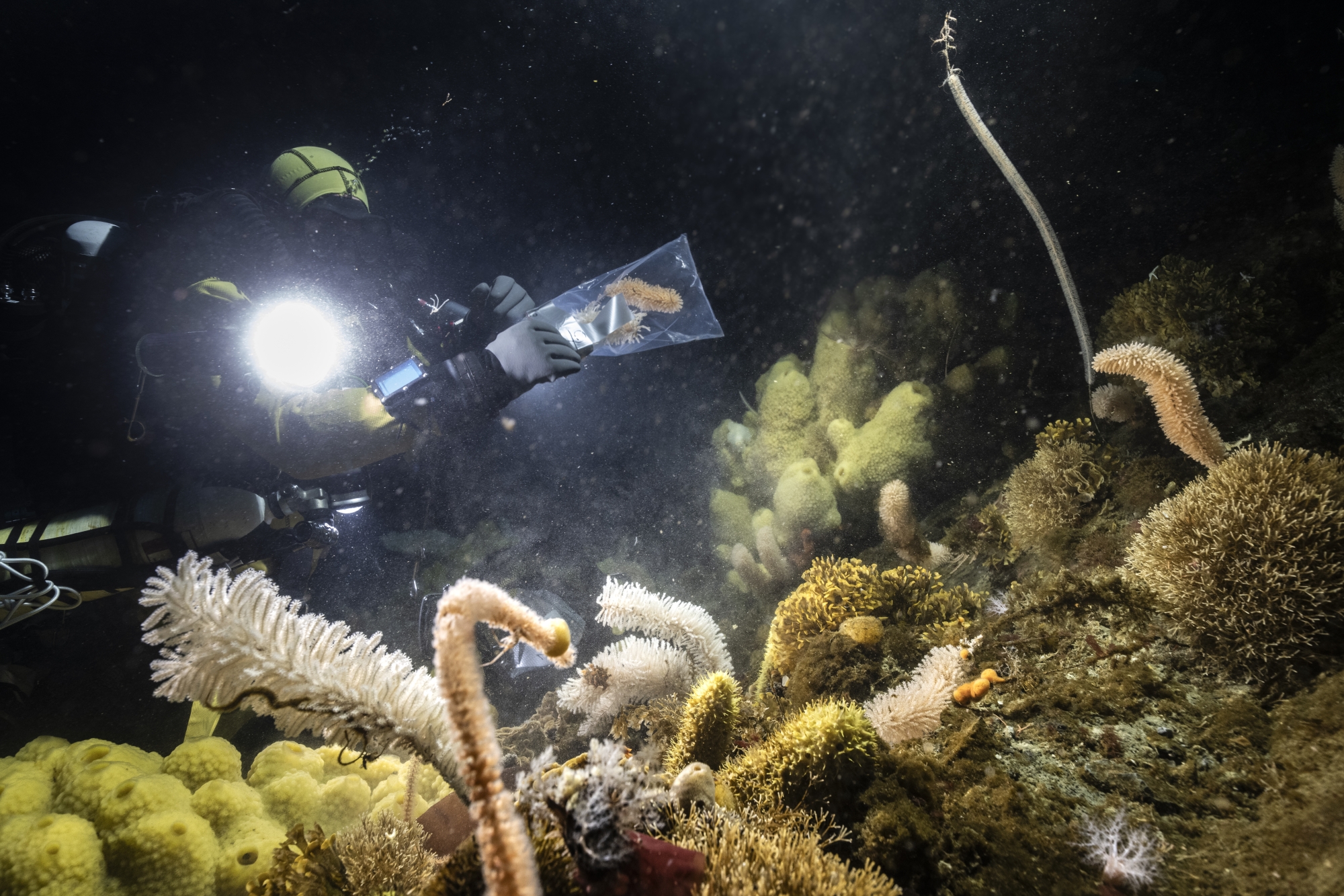 Plongeur explorant les fonds marins près de coraux et d'éponges, éclairé par une lampe.