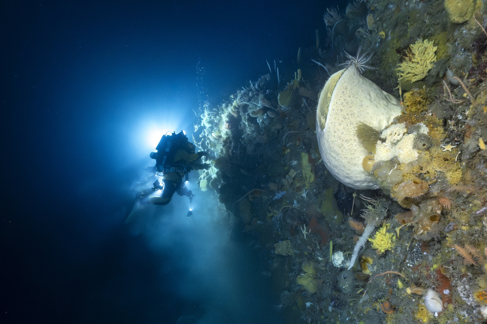 Plongeur explorant un récif corallien profond éclairé par une lumière dans l'obscurité marine