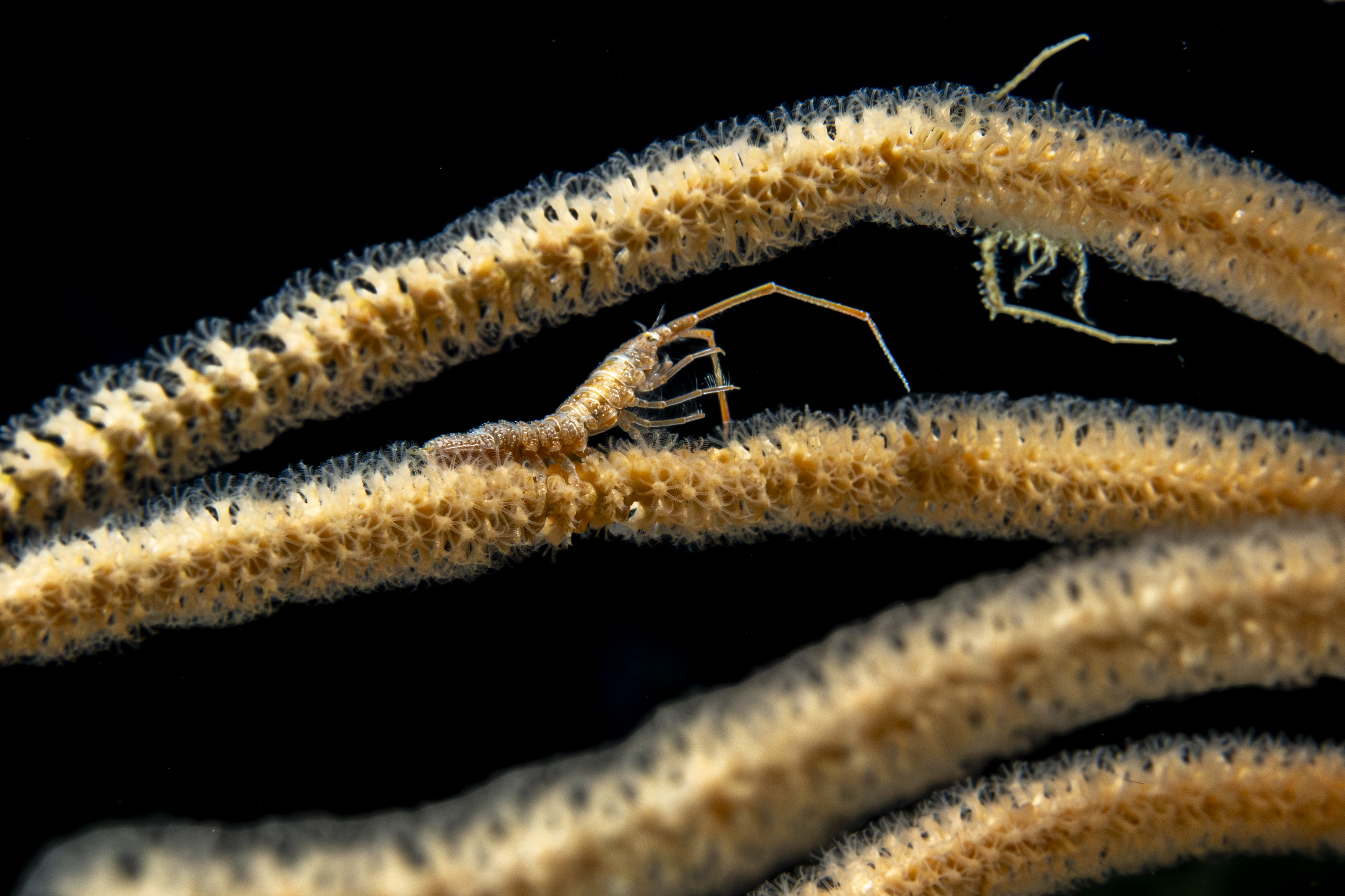 Crevette transparente camouflée sur un corail brun sous-marin, sur fond noir.