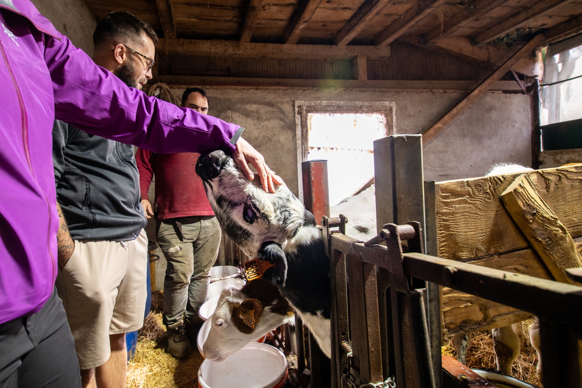 Personnes caressant un cochon dans une étable en bois éclairée par une fenêtre.