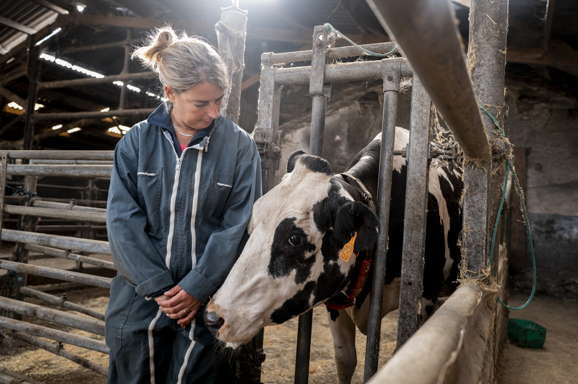 Une personne en bleu observe une vache dans une étable.