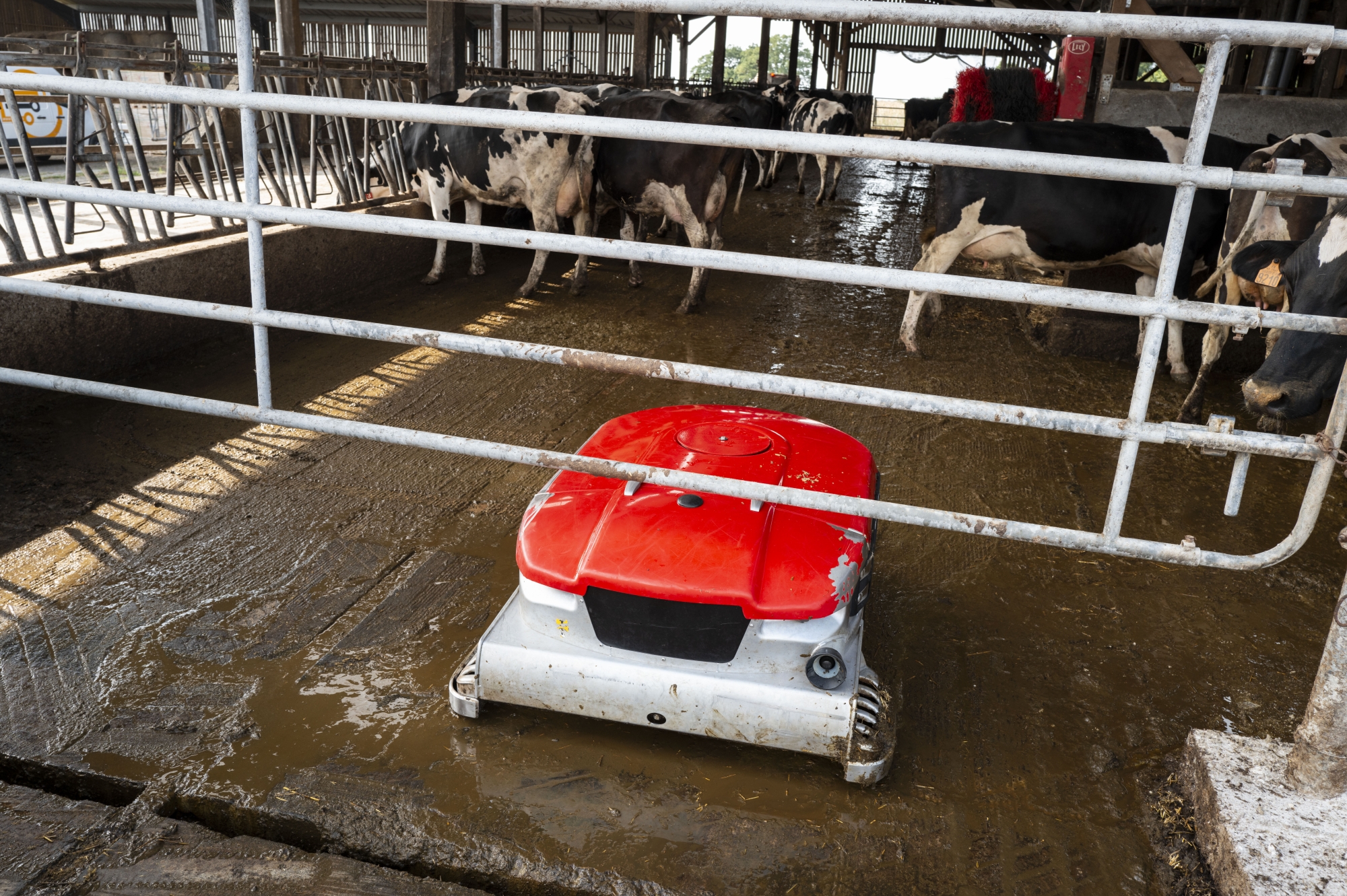 Robot de nettoyage automatisé dans une ferme avec des vaches en arrière-plan.