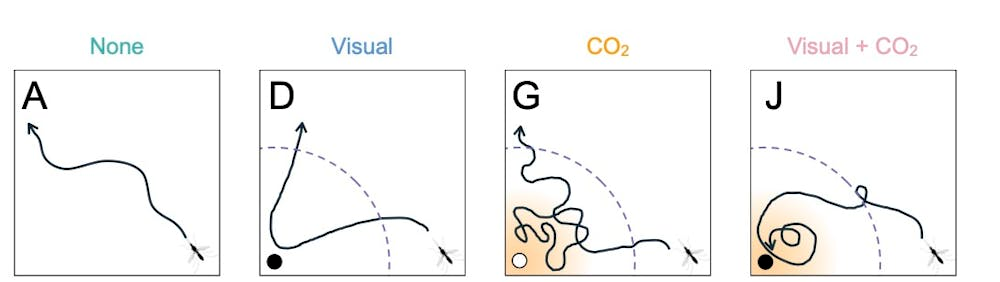 Graphiques montrant des trajectoires sous stimulation visuelle et CO2, lettres D et G.