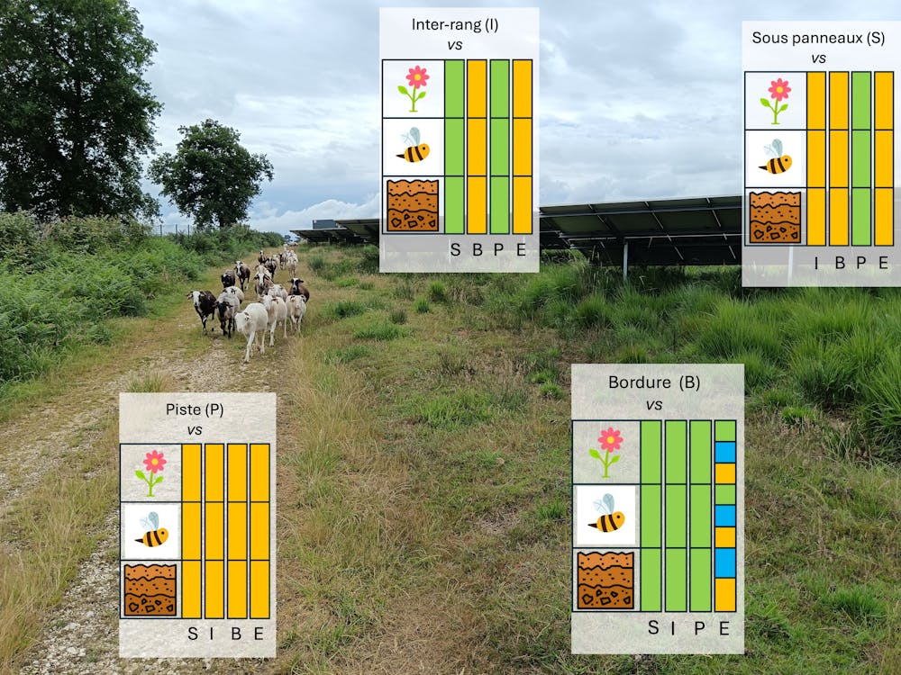 Des moutons marchent près de panneaux solaires, avec des schémas illustrant des cultures.