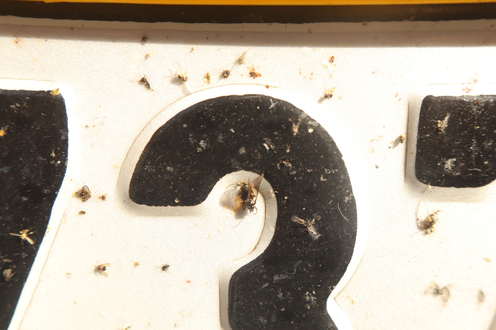 Gros plan d'un chiffre 2 noir sur fond blanc avec insectes collés