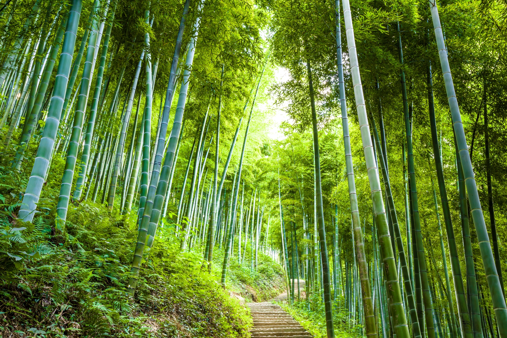 Chemin entouré de grands bambous verts dans une forêt dense et paisible.