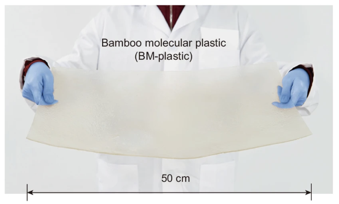 Personne en blouse blanche tenant un plastique moléculaire en bambou de 50 cm.