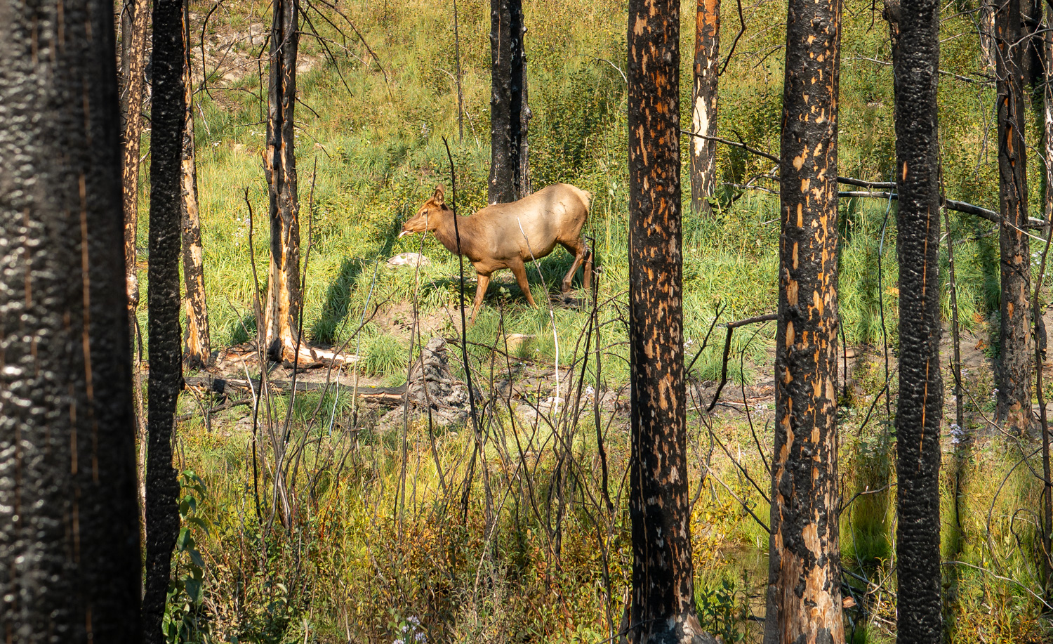 Un cerf marche à travers une forêt clairsemée parsemée d'herbes vertes et de troncs brûlés.