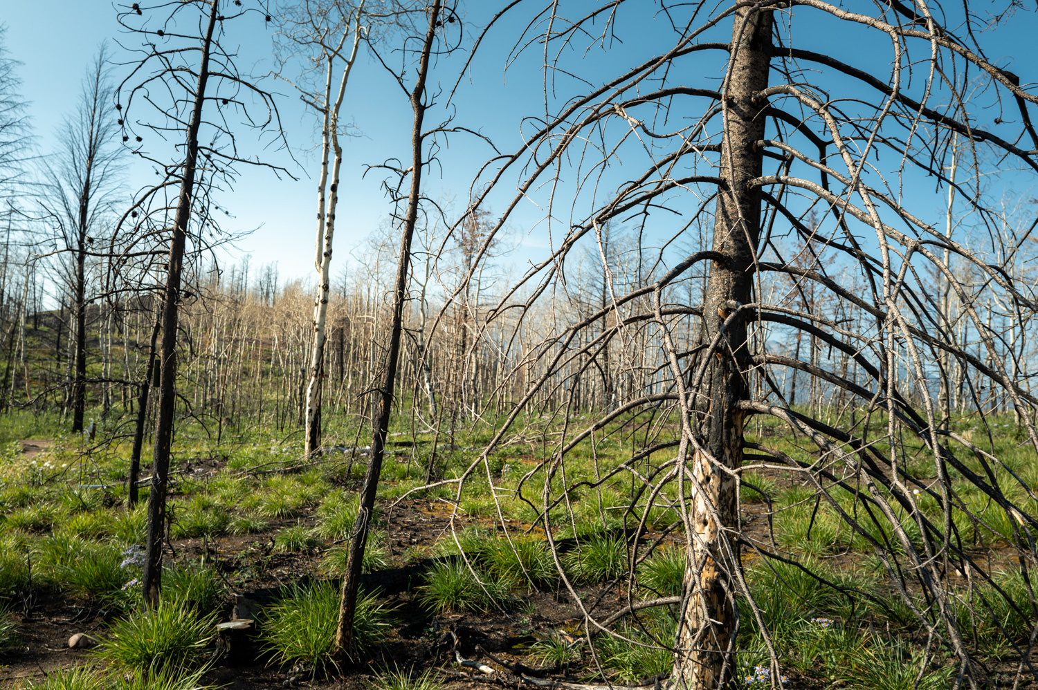 Forêt de pins brûlés avec des pousses vertes et ciel bleu en arrière-plan.