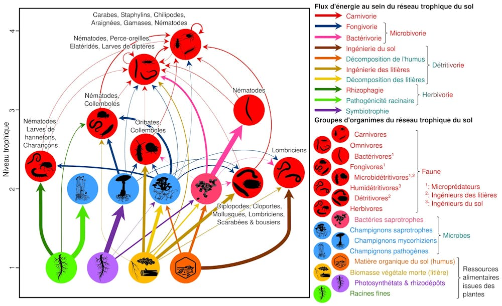 Diagramme illustrant les interactions trophiques entre divers organismes du sol avec légende colorée.