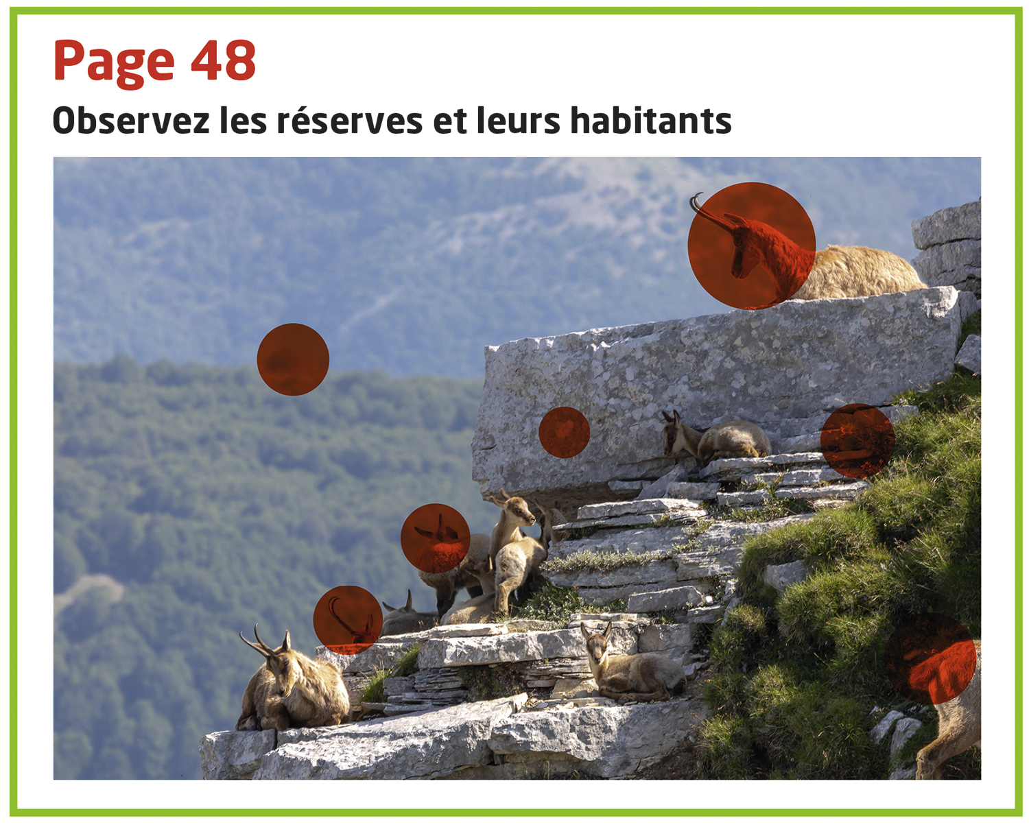 Chèvres sur des rochers dans une réserve naturelle, montagnes en arrière-plan, cercles rouges.