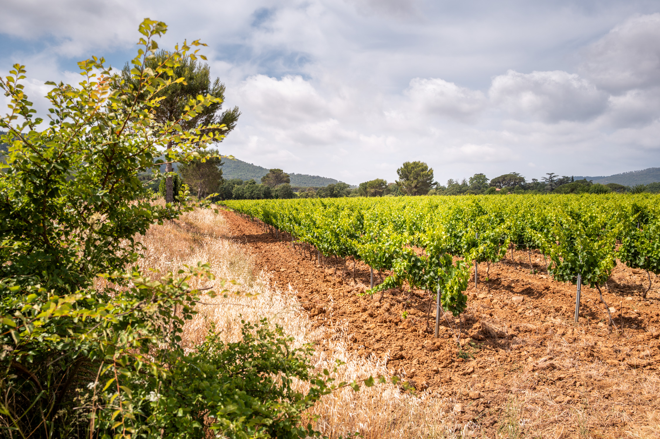 Vignoble verdoyant sous un ciel nuageux avec montagnes en arrière-plan.