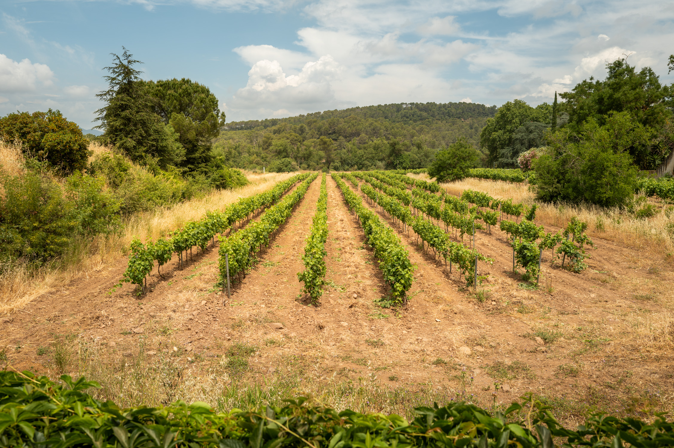 Vignes alignées dans un champ, entourées de verdure et d'arbres, sous un ciel bleu.