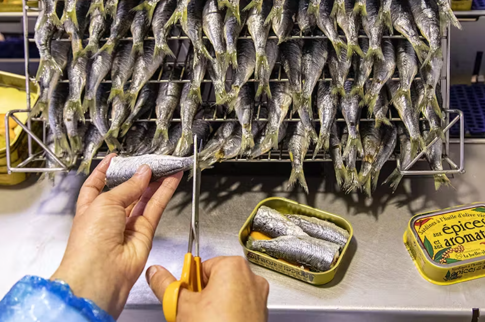 Personne coupe des sardines près d'une étagère et d'une boîte de conserve.