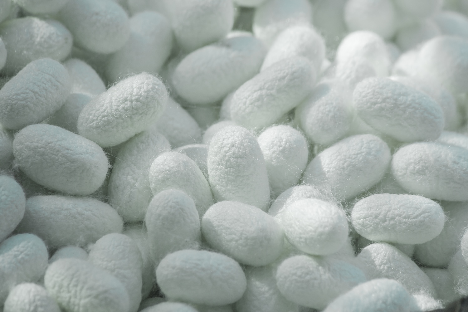Cocons de soie blancs empilés, texture douce et brillante, lumière naturelle.