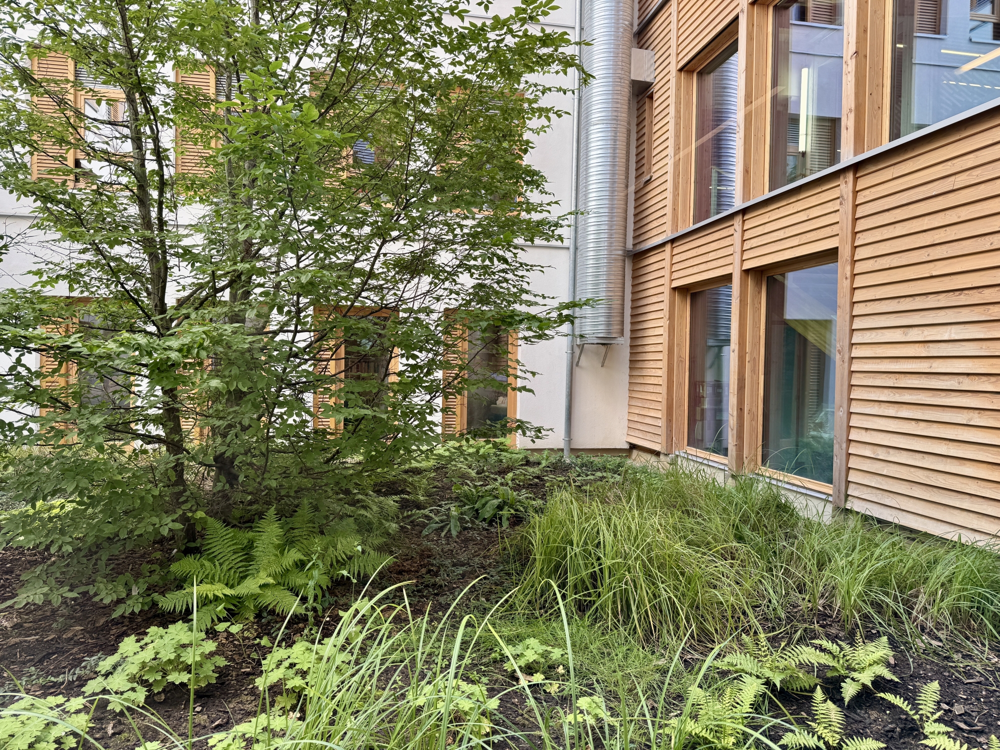 Façade en bois avec fenêtres, entourée de végétation et d'un arbre.