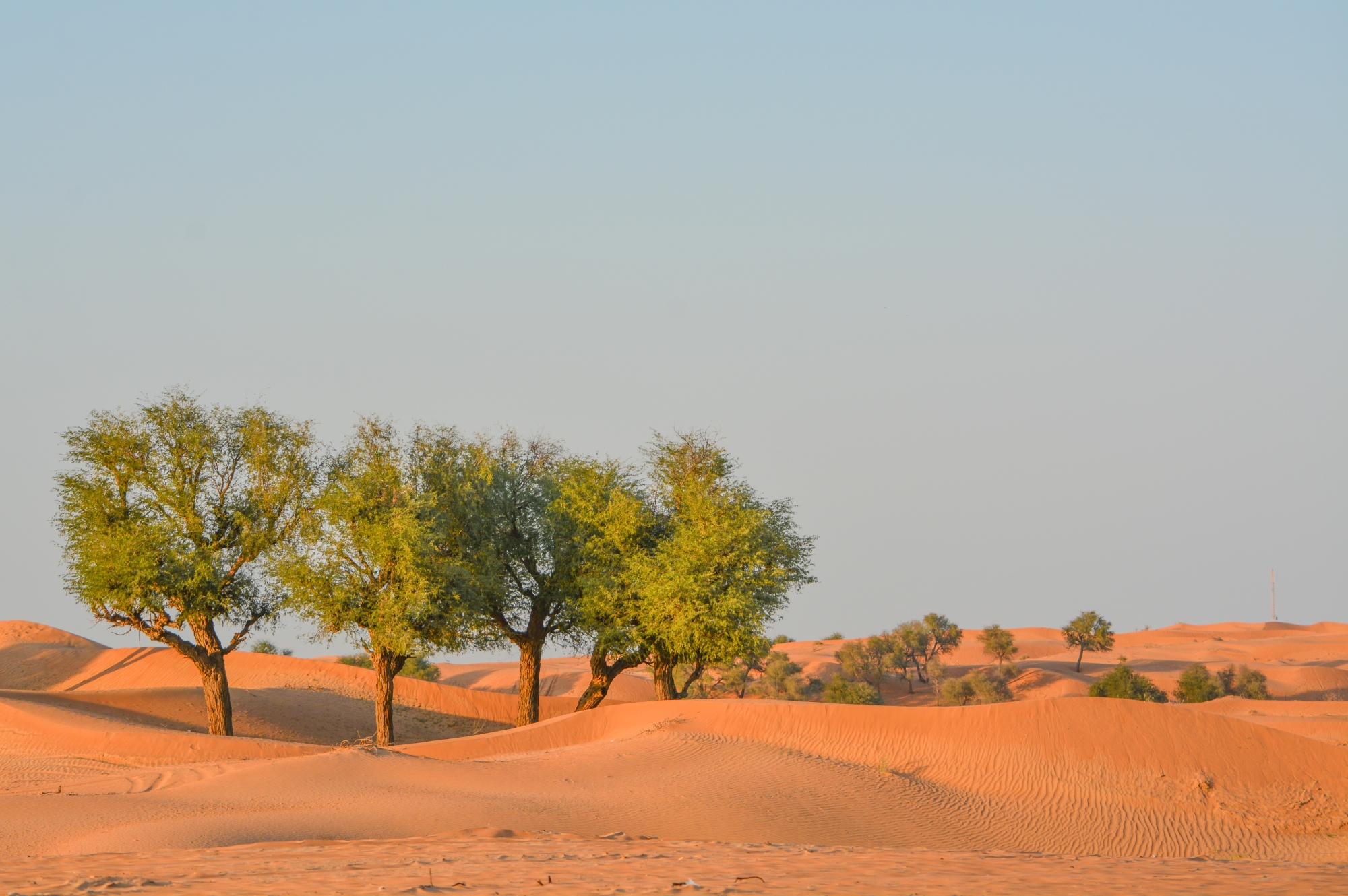 Desert avec dunes de sable et quelques arbres verts sous un ciel bleu clair.