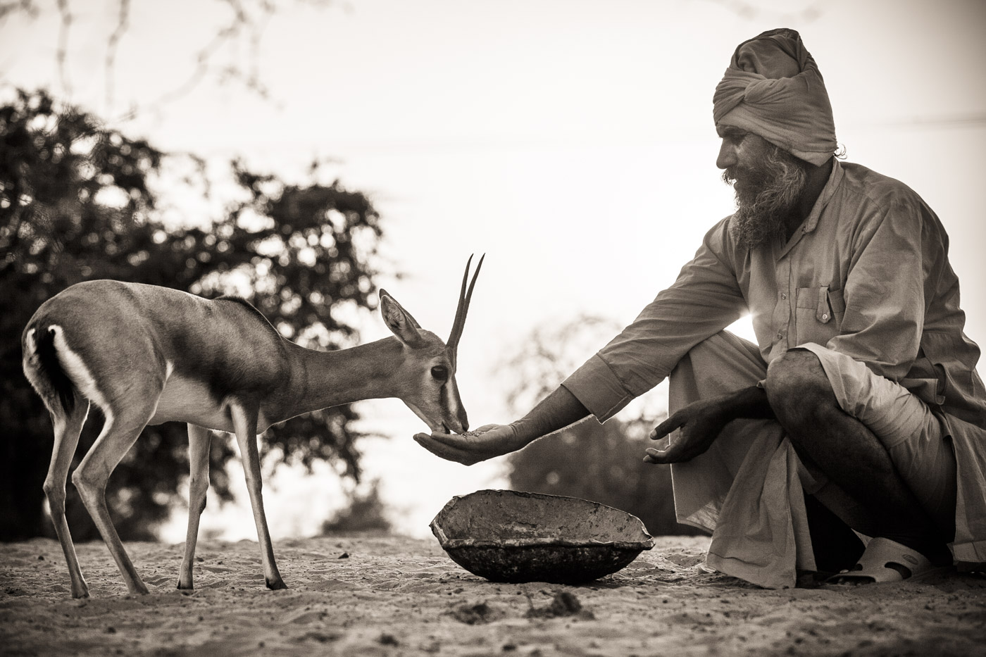 Un homme nourrit un cerf dans un cadre naturel, créant un moment de connexion paisible.