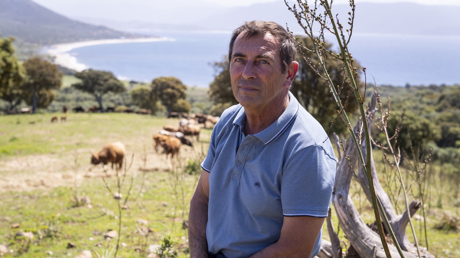 Un homme assis dans un champ avec des vaches et une vue sur la mer.