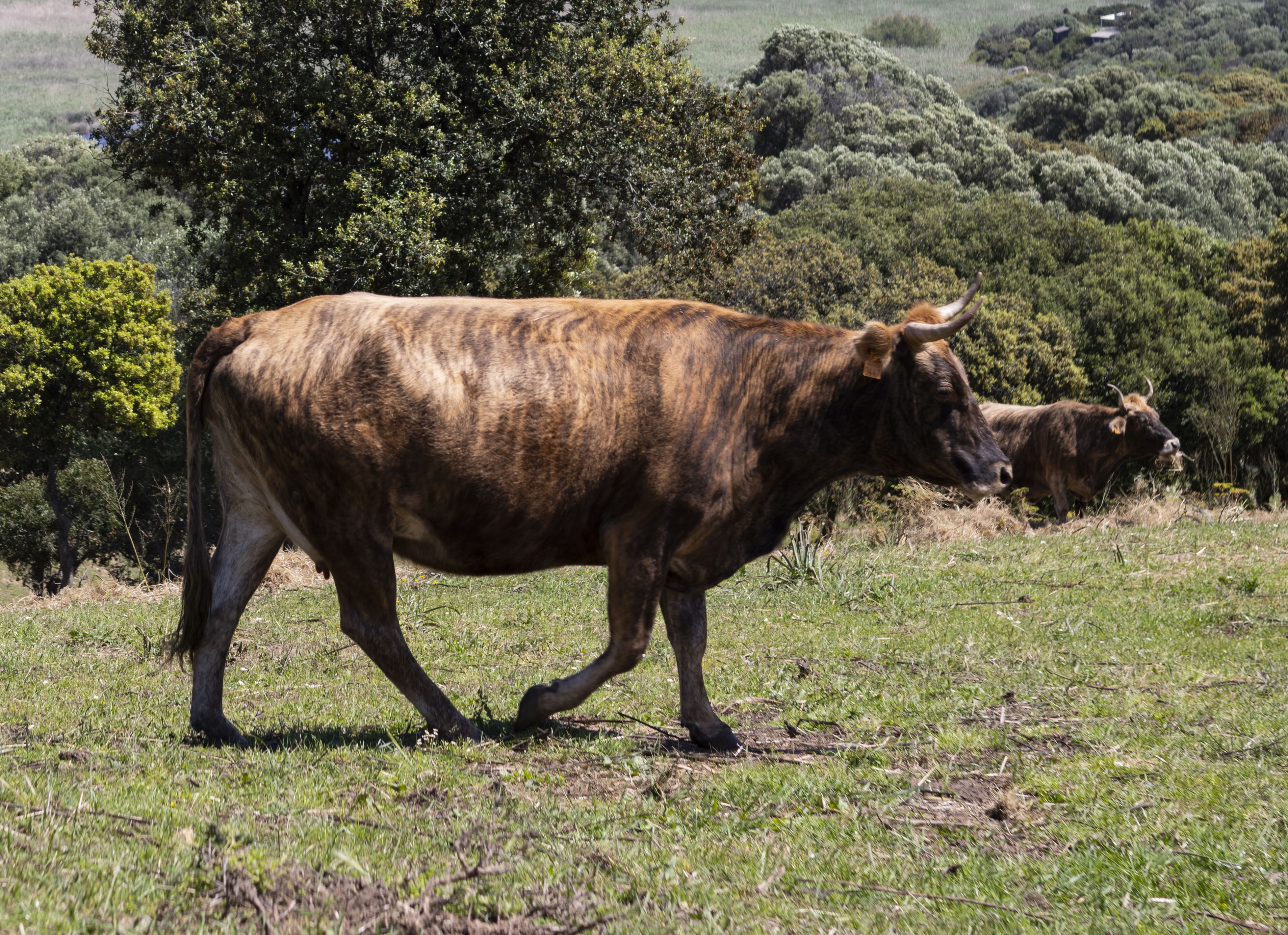 Une vache brune marche dans un champ verdoyant avec des arbres en arrière-plan.