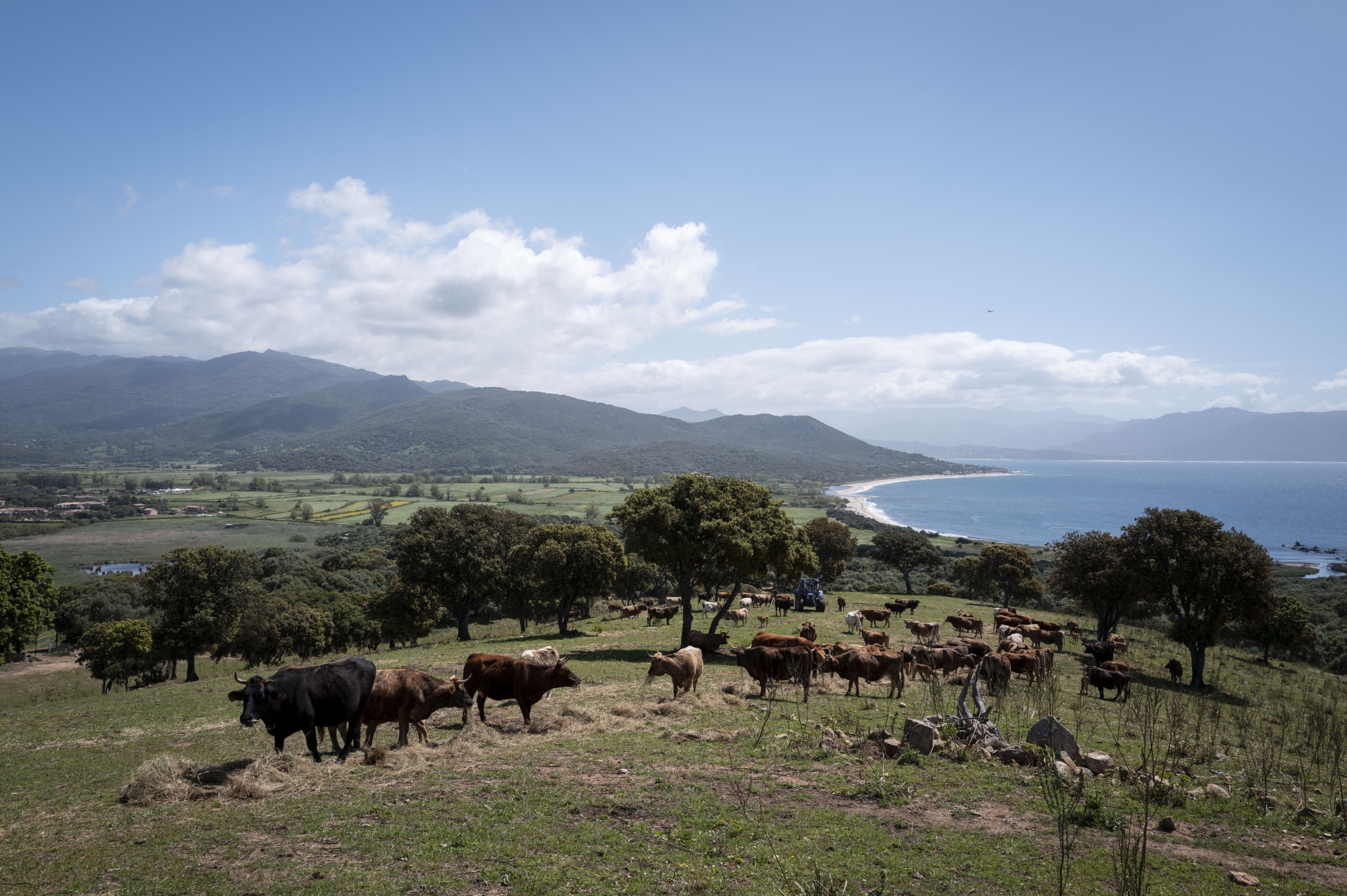 Paysage côtier avec des vaches paissant, montagnes en arrière-plan et mer sous un ciel bleu.