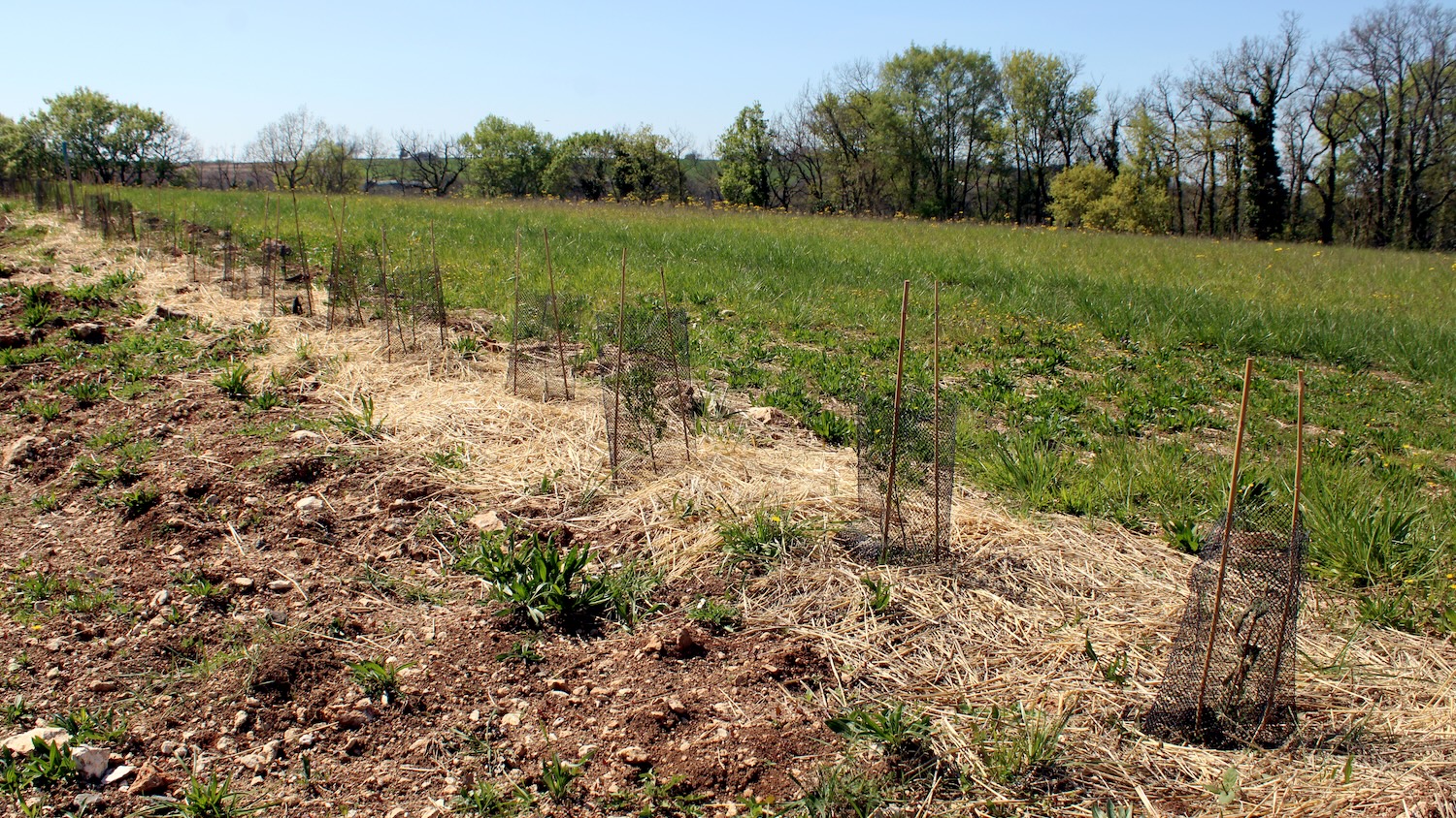 Jeunes arbres plantés dans un champ avec protection, entourés d'herbe et de terre.