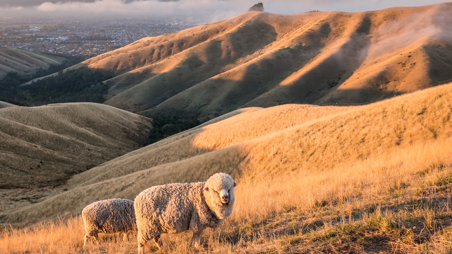 Mouton sur une colline ensoleillée avec des montagnes en arrière-plan.