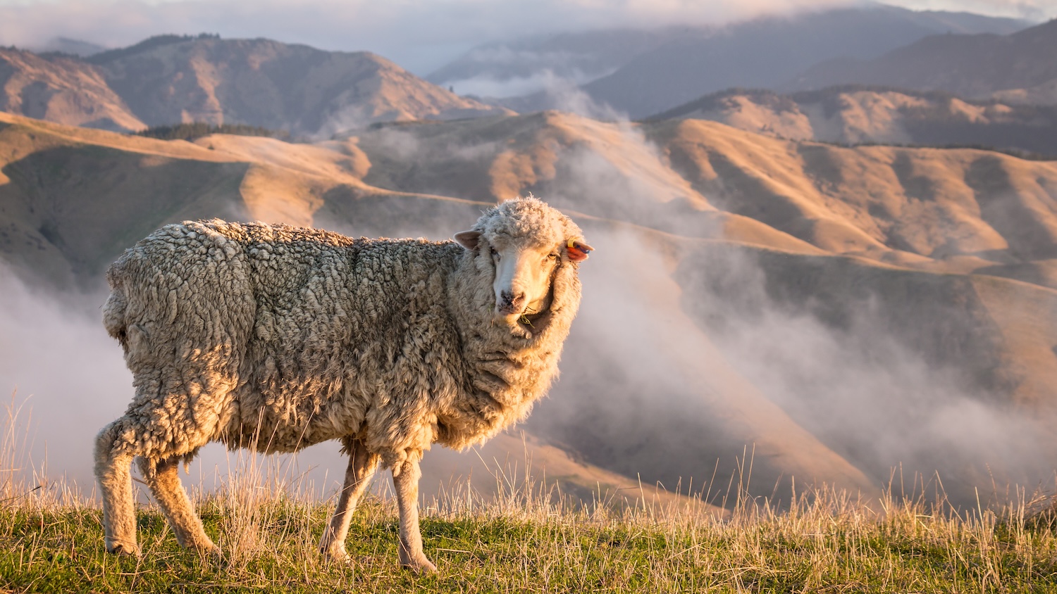 Mouton laineux sur une colline, montagnes et nuages en arrière-plan.