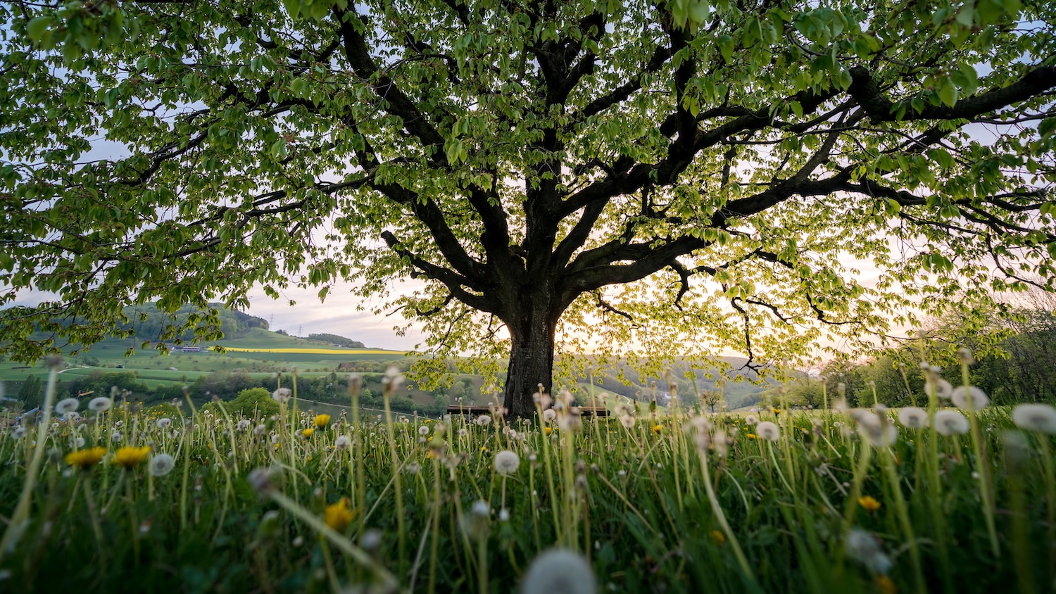 Arbre majestueux au milieu d'un champ fleuri, ciel clair en arrière-plan.