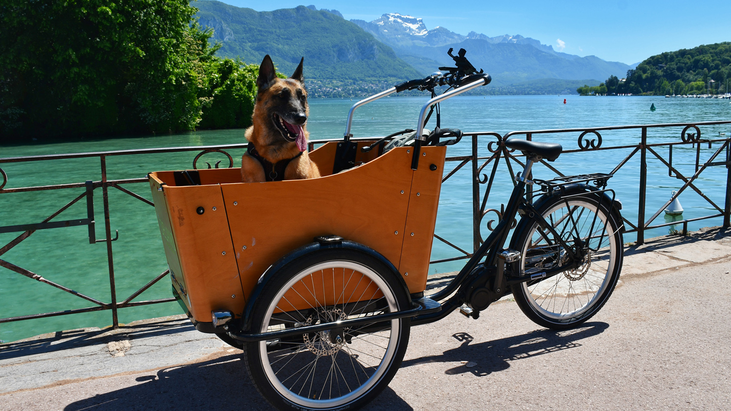 Chien dans un vélo cargo au bord d'un lac avec montagnes en arrière-plan.