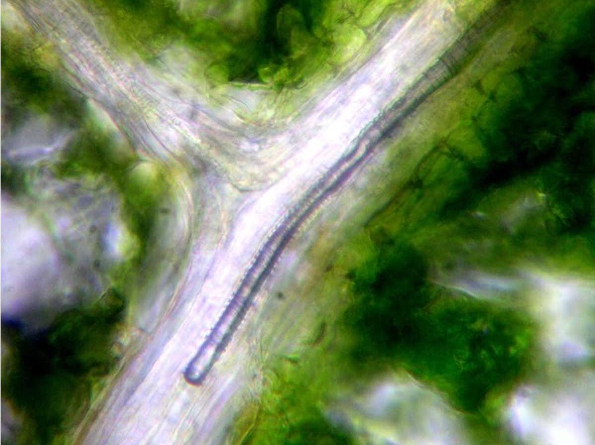 Vue microscopique d'une algue filamenteuse verte entrelacée, observée en laboratoire pour étude scientifique.