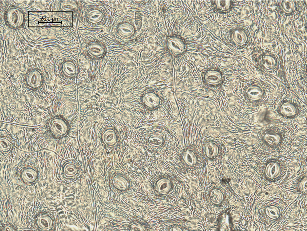 Vue microscopique de cellules animales montrant des structures circulaires et des fibres interconnectées.