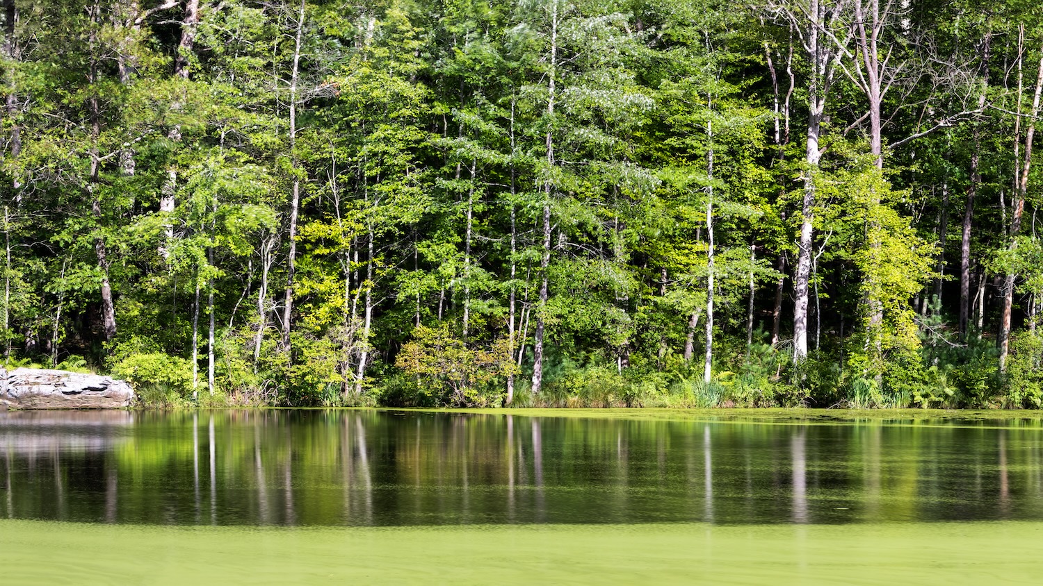 Un lac calme bordé d'arbres verts, reflétant la nature environnante sous un ciel clair.