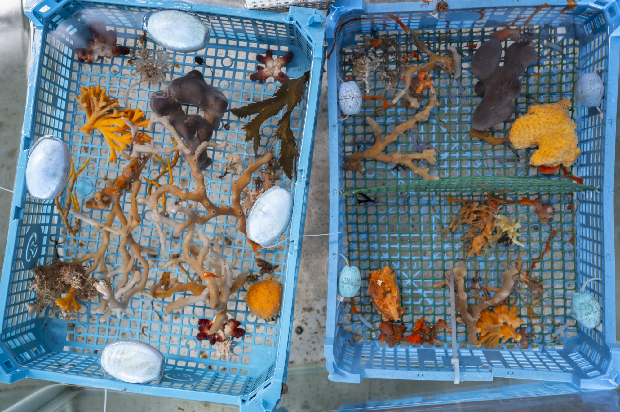Coraux et éponges variés disposés dans des bacs en plastique bleu pour observation scientifique.