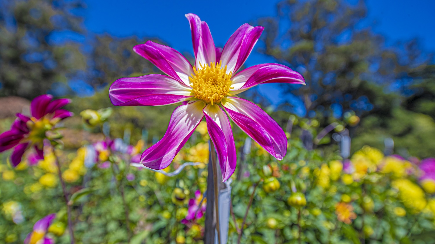 Fleur rose et jaune dans un jardin ensoleillé avec ciel bleu en arrière-plan