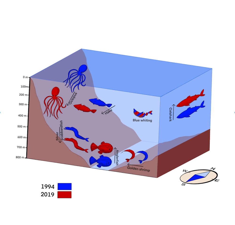 Diagramme montrant la répartition des animaux marins à différentes profondeurs sous-marines.