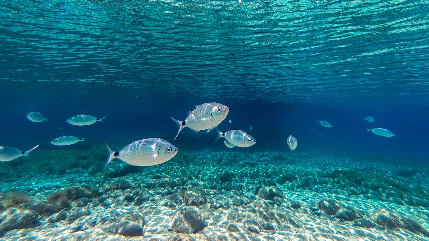 Des poissons argentés nageant dans une eau cristalline au-dessus d'un fond marin caillouteux.