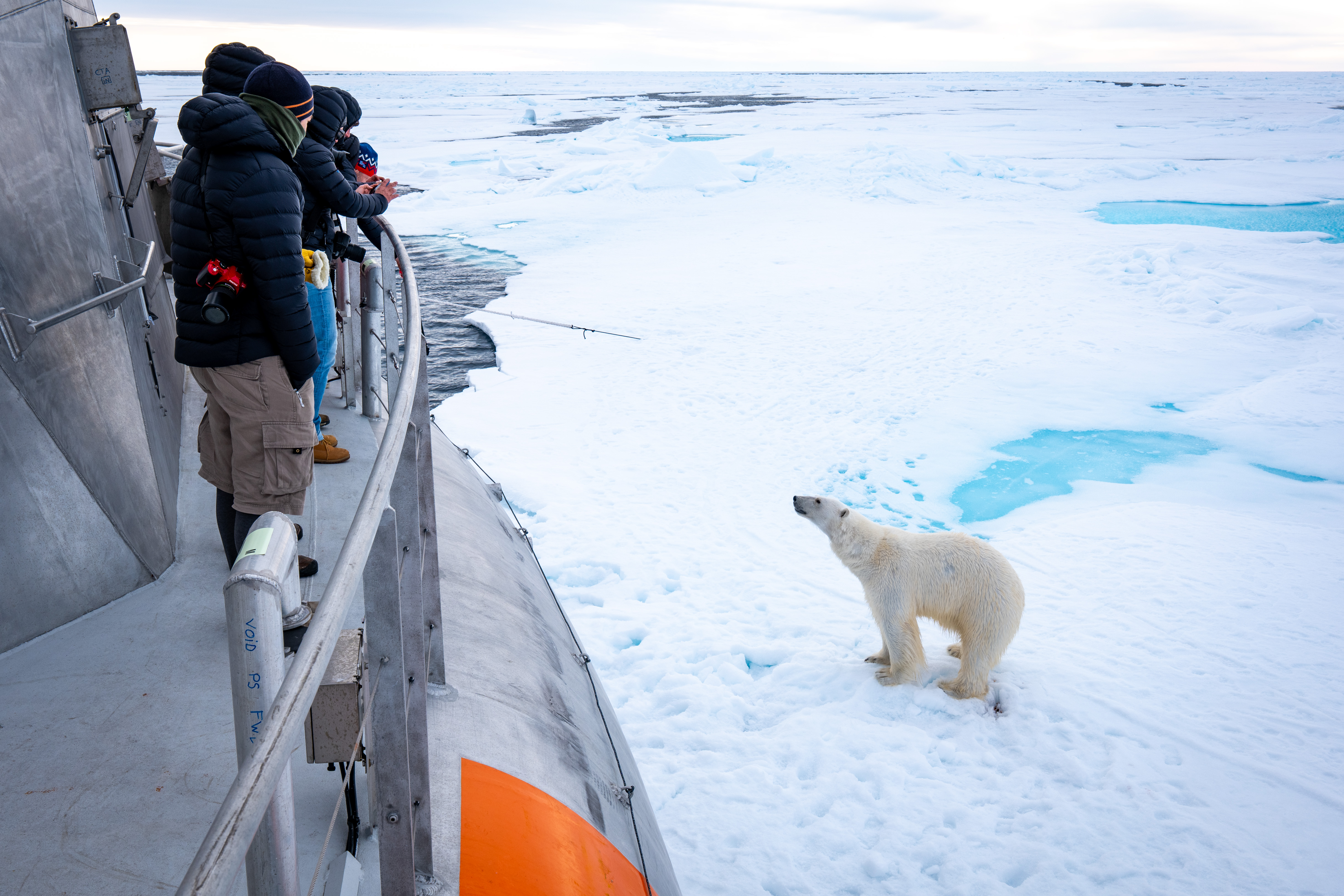 Des personnes observent un ours polaire depuis un bateau dans un paysage arctique.