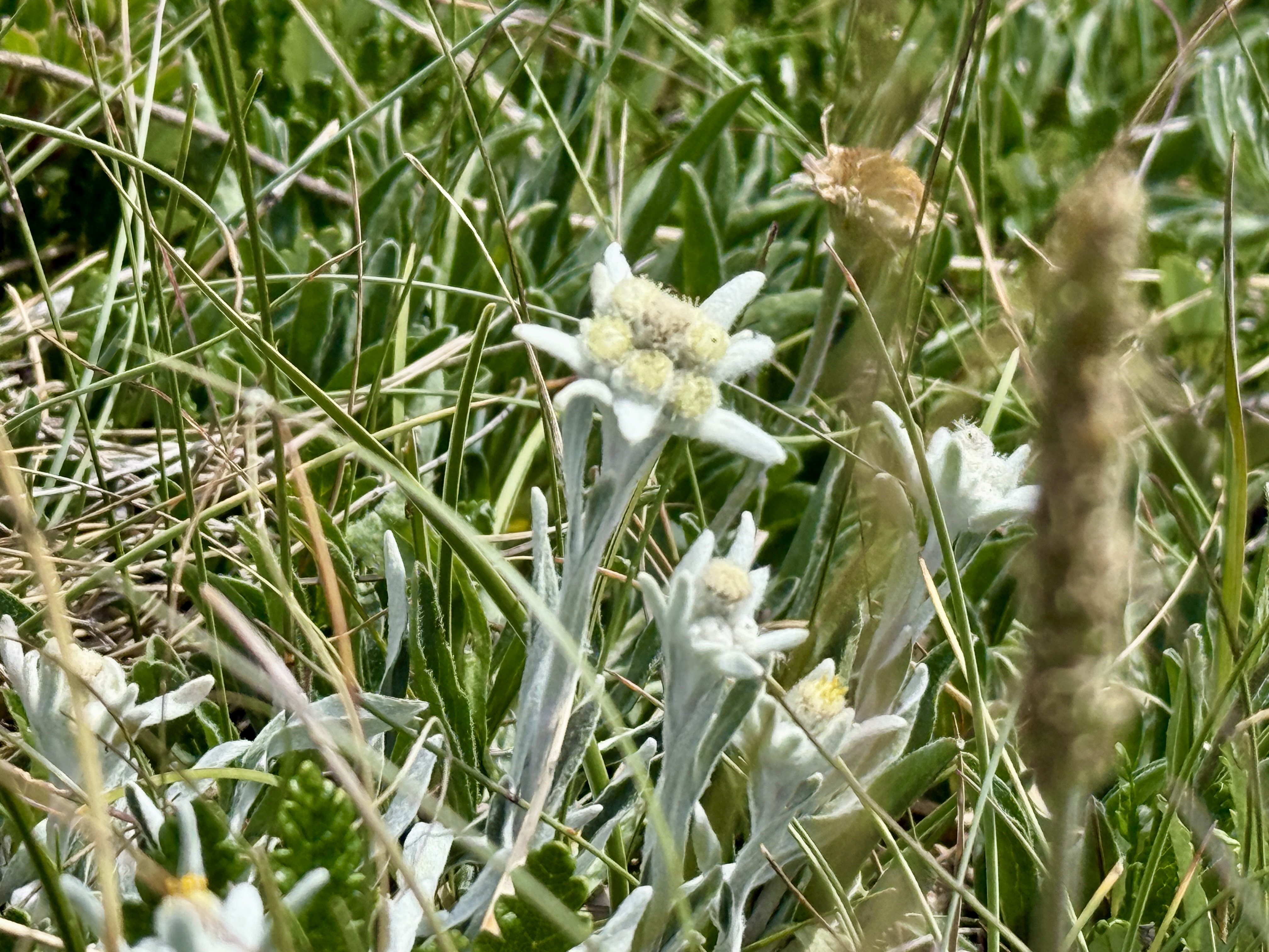 Fleurs d'edelweiss blanches et duveteuses entourées de végétation verte dans un environnement naturel alpin.