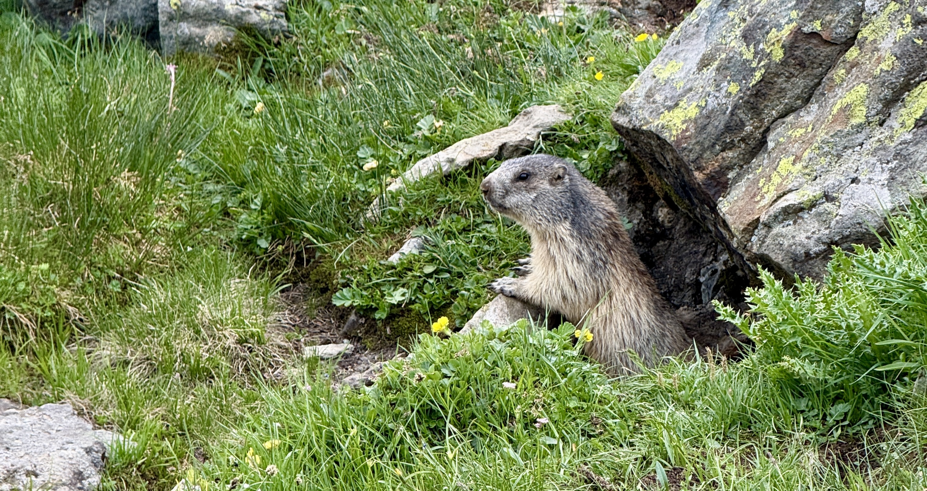 Une marmotte sortant de son terrier parmi les rochers et l'herbe verte en montagne.