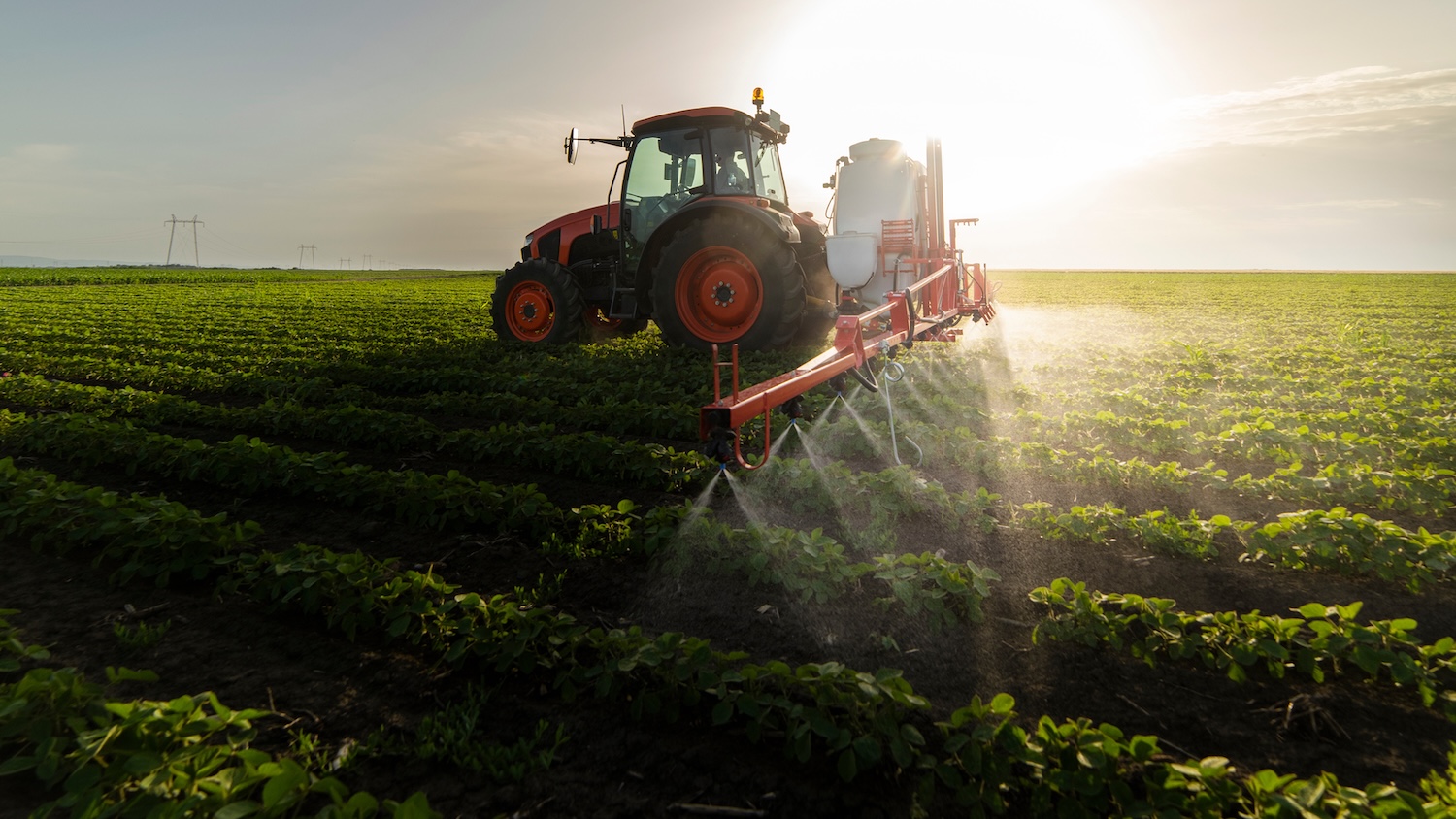 Tracteur pulvérisant un champ agricole au coucher du soleil avec des rangées de plantes vertes.