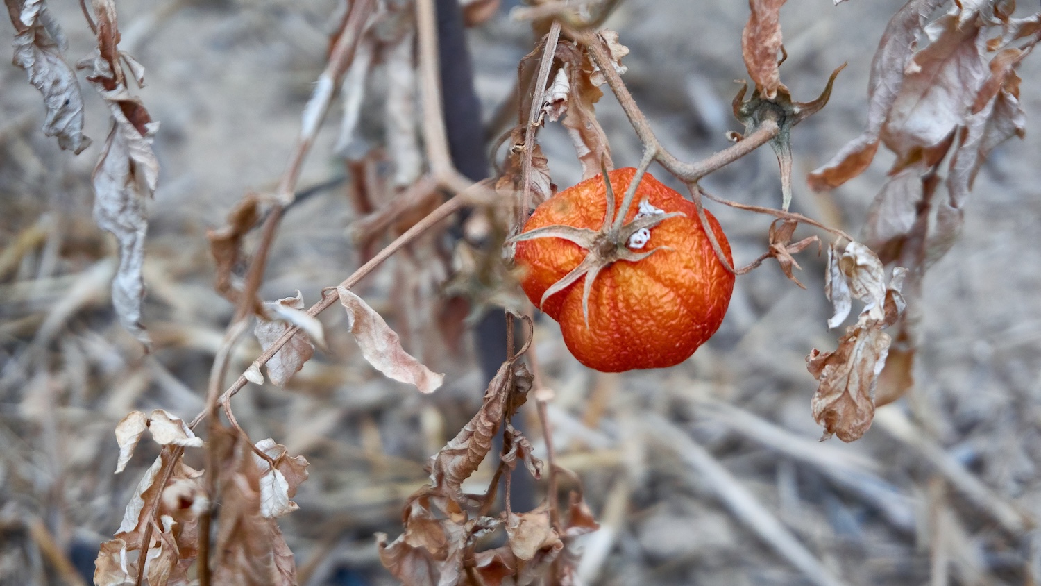 Tomate flétrie suspendue à une tige avec des feuilles sèches dans un champ aride.
