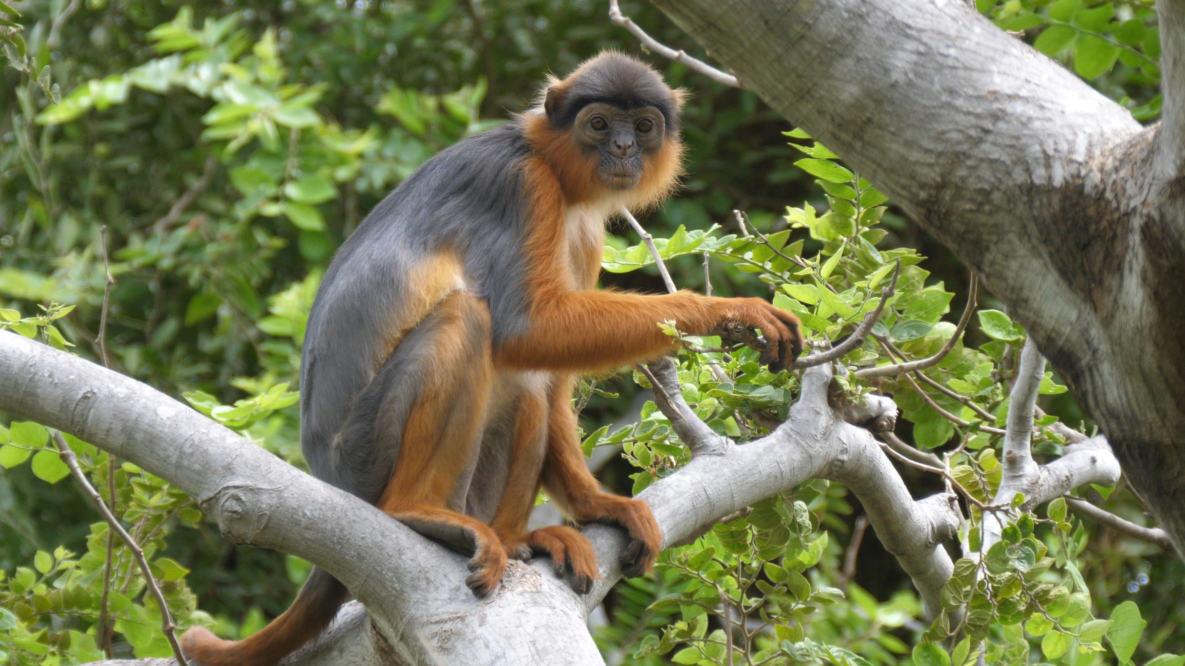 Un singe coloré est assis sur une branche dans un environnement verdoyant.